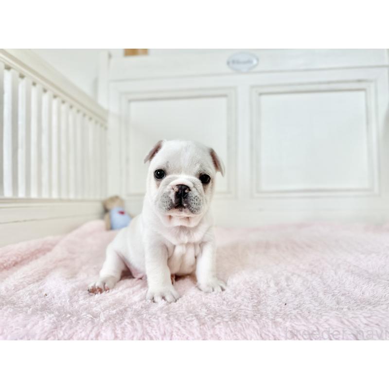 販売中の京都府のフレンチブルドッグ-455796の3枚目