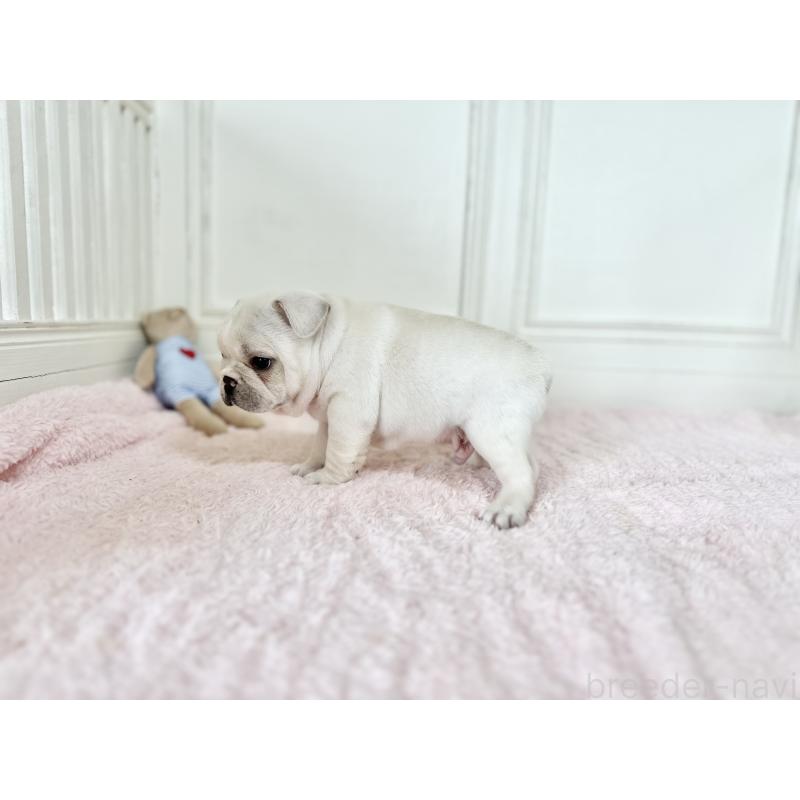 販売中の京都府のフレンチブルドッグ-455796の2枚目