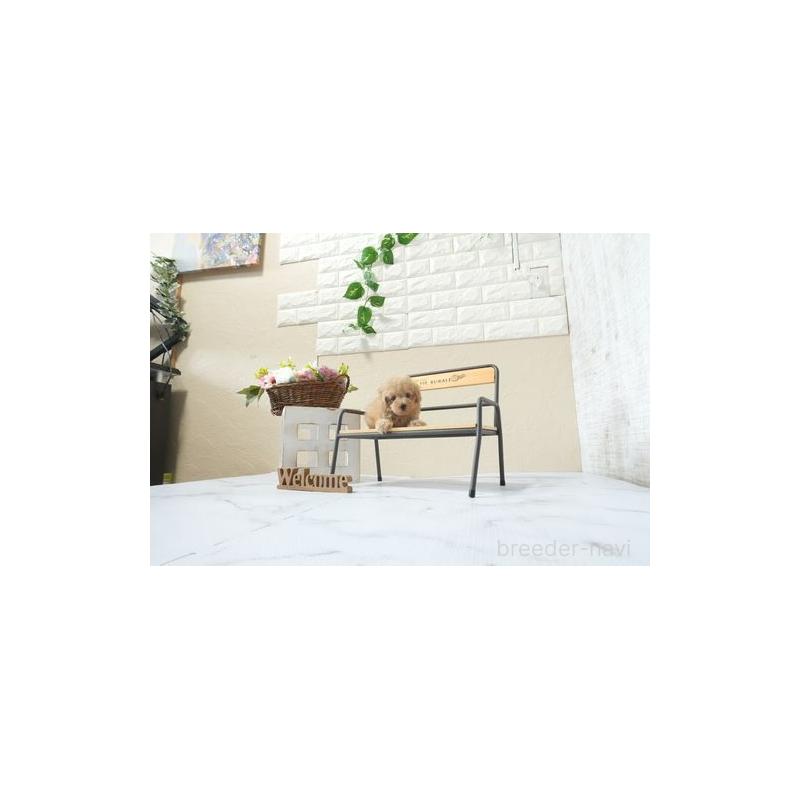 販売中の滋賀県のティーカッププードル-454734の5枚目