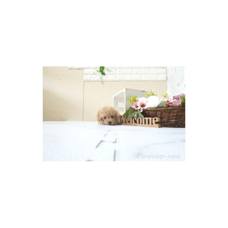 販売中の滋賀県のティーカッププードル-454734の2枚目