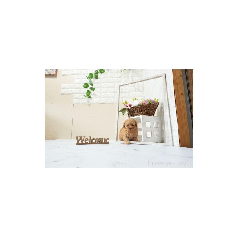 販売中の滋賀県のタイニープードル-454756
