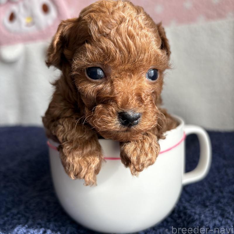 販売中の福岡県のティーカッププードル-455797の5枚目