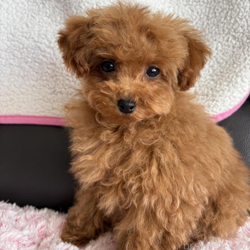 販売中の福岡県のティーカッププードル-455797の4枚目