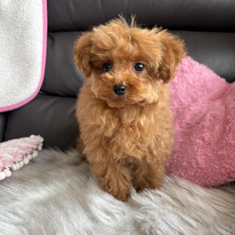 販売中の福岡県のティーカッププードル-455797の3枚目