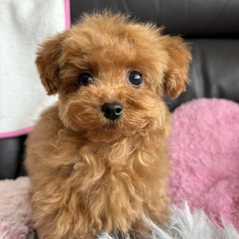 販売中の福岡県のティーカッププードル-455797の2枚目