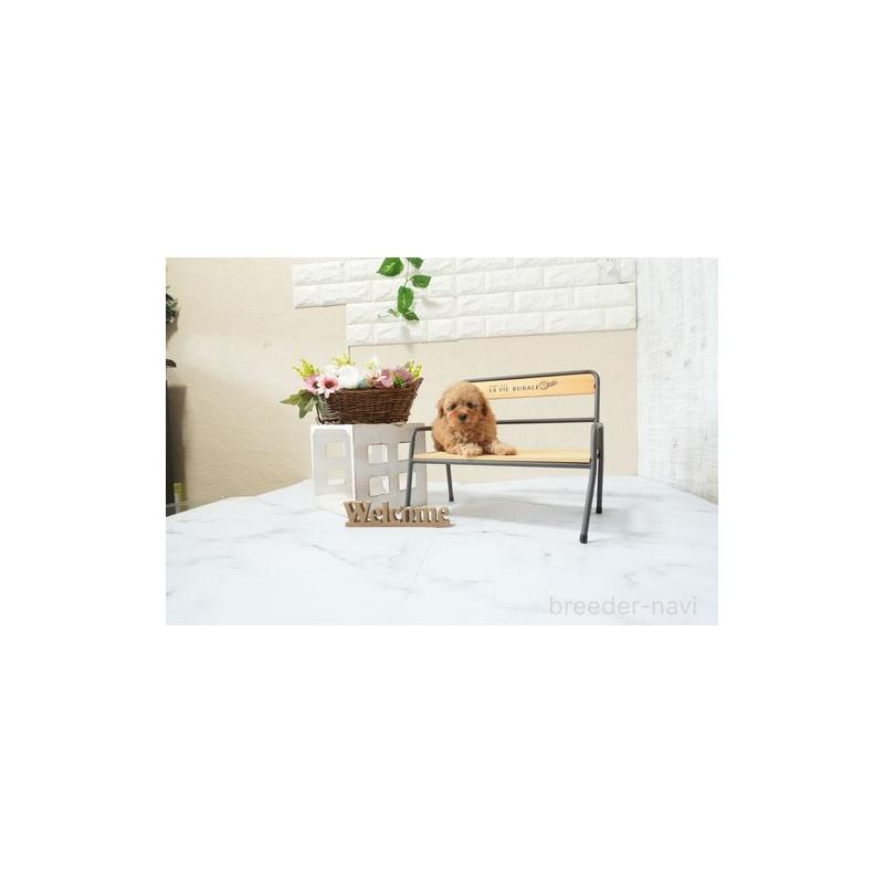 販売中の滋賀県のタイニープードル-454756の2枚目