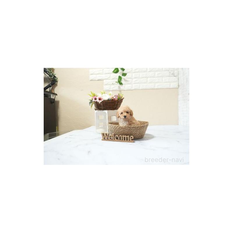 販売中の滋賀県のタイニープードル-454759の2枚目