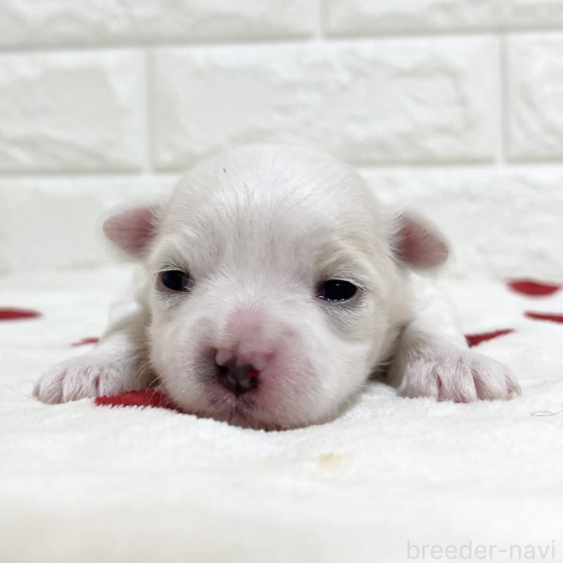 販売中の福岡県のマルチーズ-453604