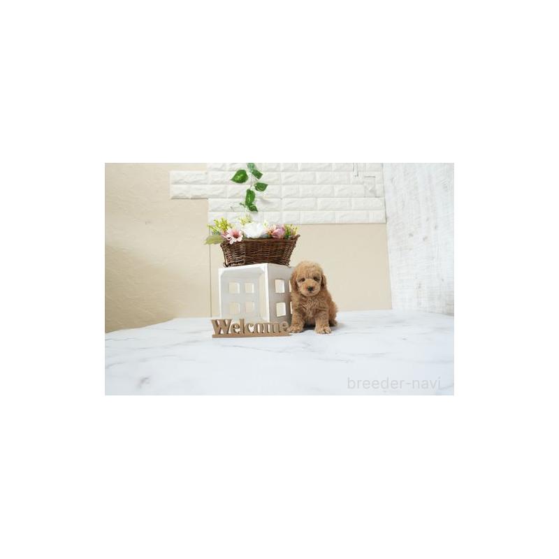 販売中の滋賀県のタイニープードル-454765の5枚目