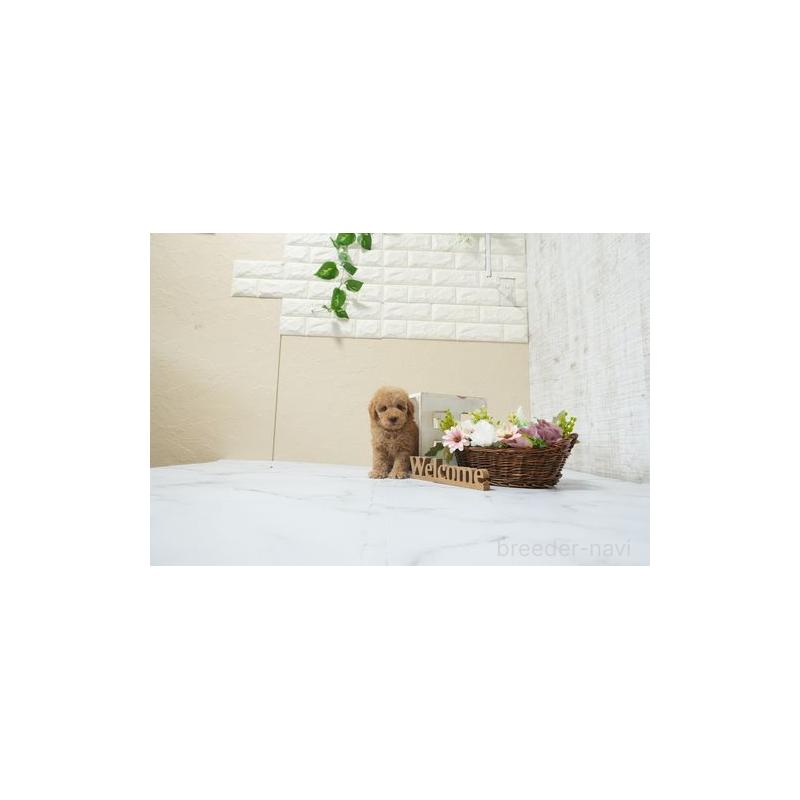 販売中の滋賀県のタイニープードル-454765の2枚目