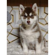 ♀︎シベリアンハスキー