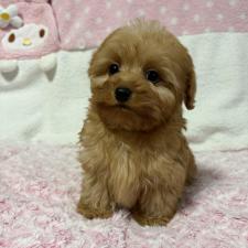 オンライン見学