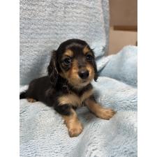 ♀︎ミニチュアダックスフンド(ロングヘアード)