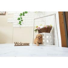 ♀︎タイニープードル