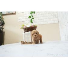 ♀︎タイニープードル