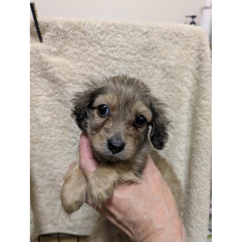 成約済の愛知県のカニンヘンダックスフンド(ロングヘアード)-447301の3枚目