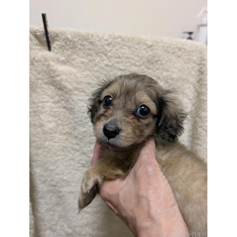 成約済の愛知県のカニンヘンダックスフンド(ロングヘアード)-447301の2枚目