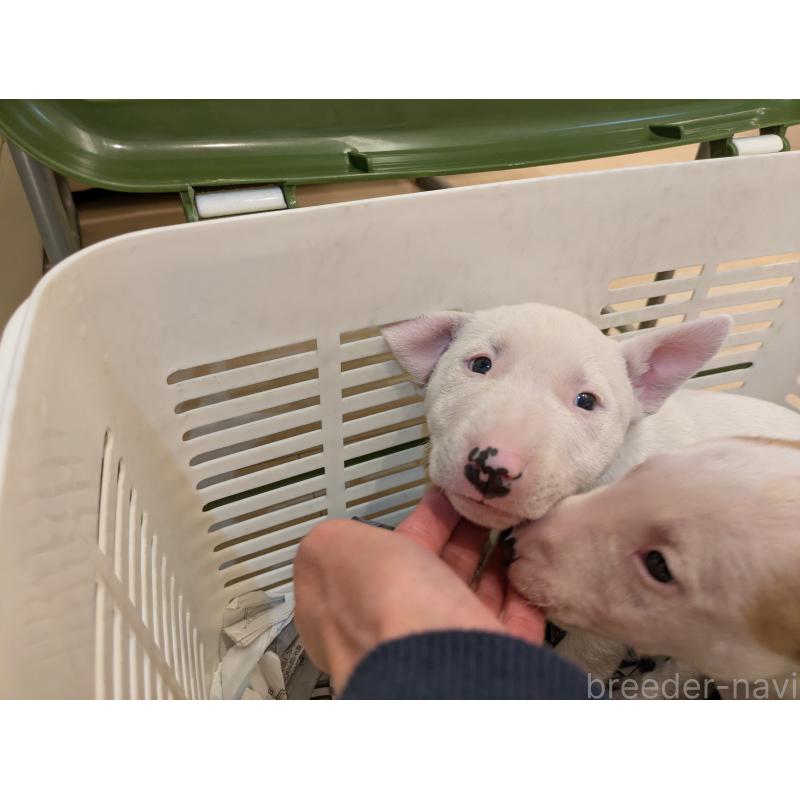 販売中の愛知県のミニチュアブルテリア-447310の2枚目