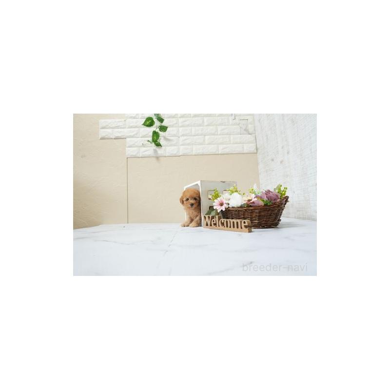 販売中の滋賀県のタイニープードル-454766