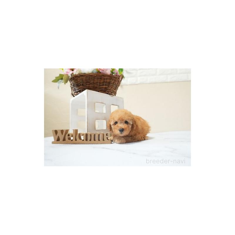 販売中の滋賀県のタイニープードル-454766の4枚目