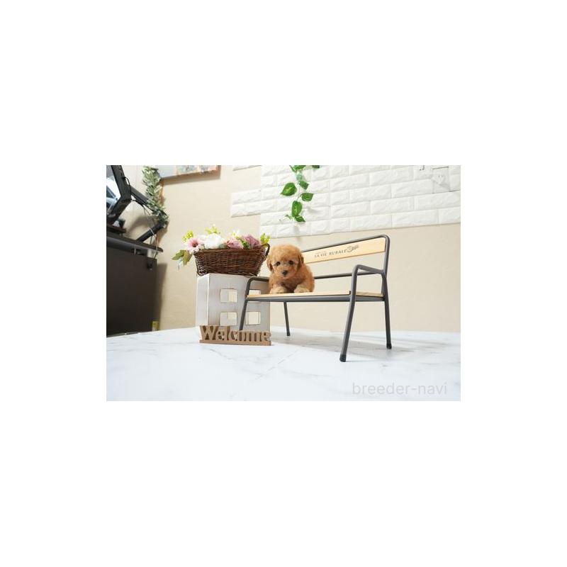 販売中の滋賀県のタイニープードル-454766の3枚目