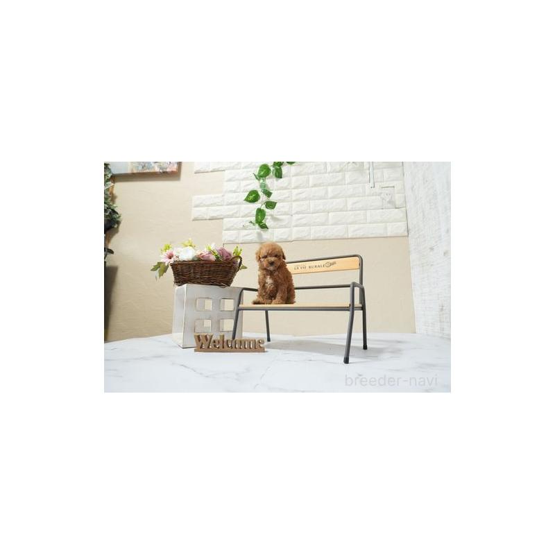 販売中の滋賀県のタイニープードル-454767の4枚目