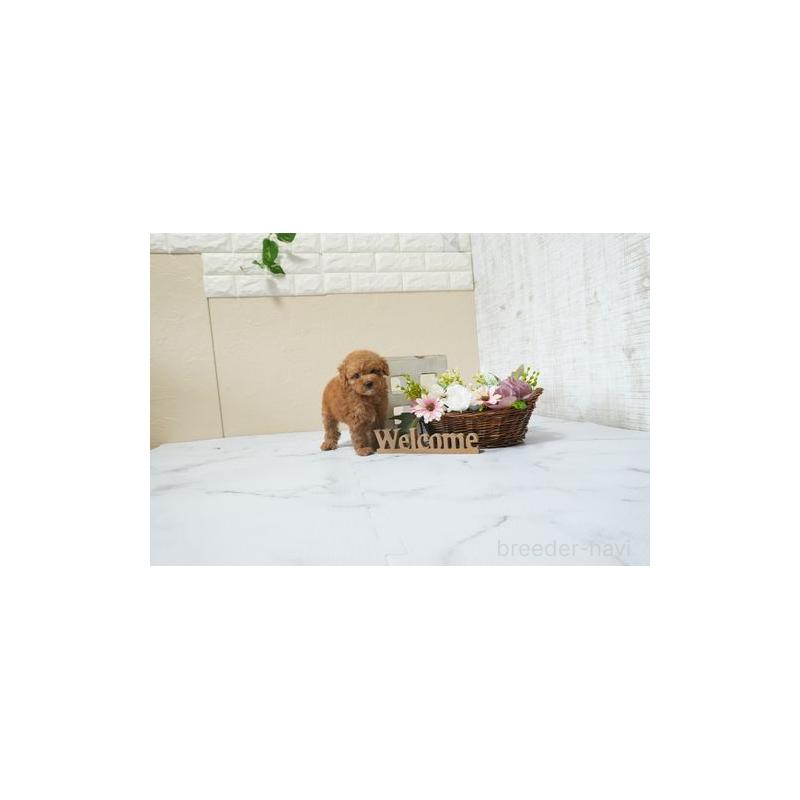 販売中の滋賀県のタイニープードル-454767の3枚目