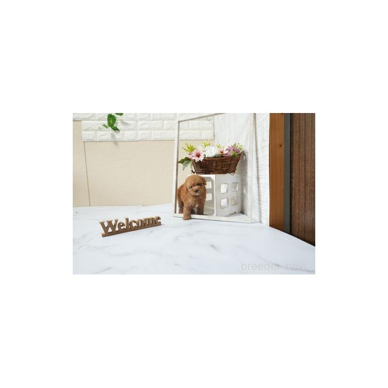 販売中の滋賀県のタイニープードル-454767の2枚目