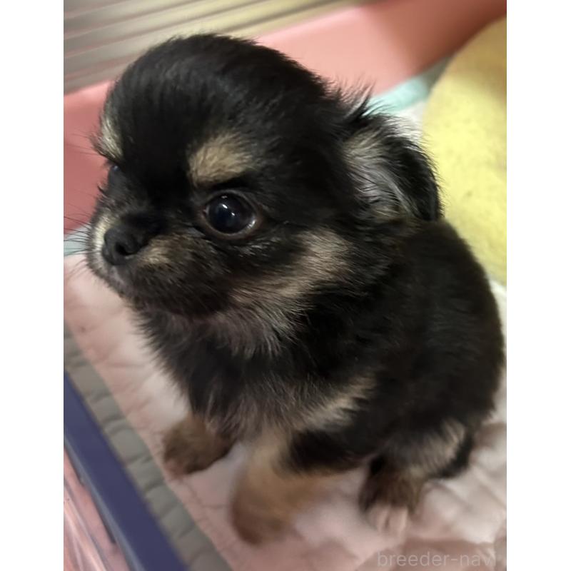 販売中の神奈川県のチワワ(ロングコート)-455801の5枚目