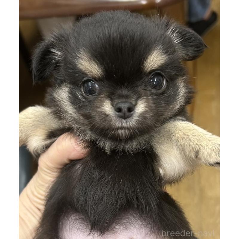 販売中の神奈川県のチワワ(ロングコート)-455801の4枚目