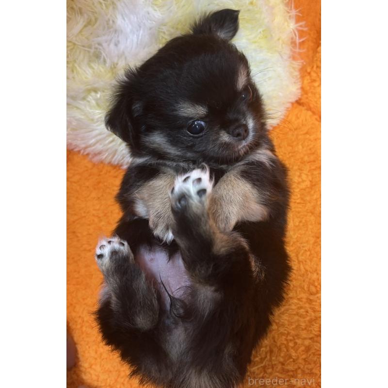 販売中の神奈川県のチワワ(ロングコート)-455801の3枚目