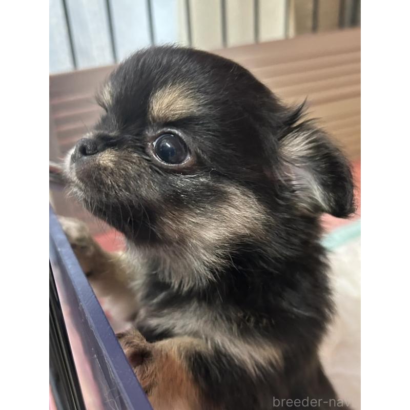 販売中の神奈川県のチワワ(ロングコート)-455801の2枚目