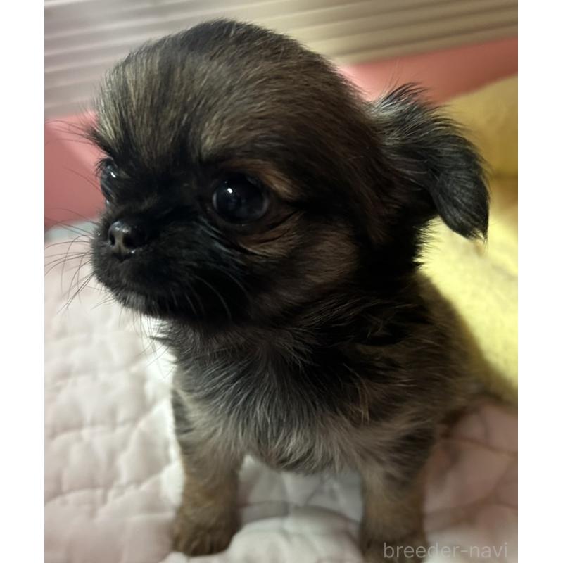 販売中の神奈川県のチワワ(ロングコート)-455802の5枚目