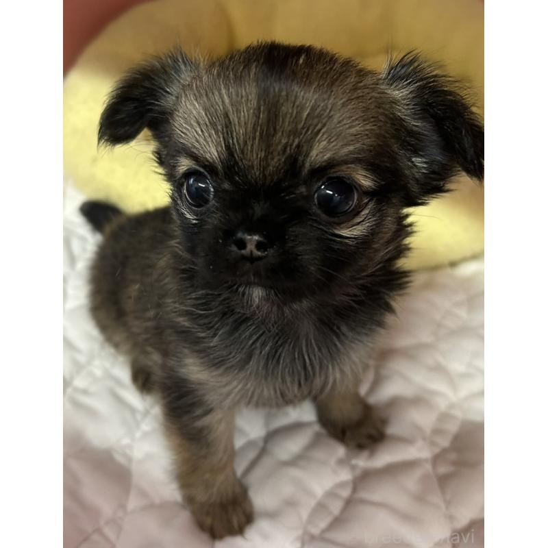 販売中の神奈川県のチワワ(ロングコート)-455802の4枚目