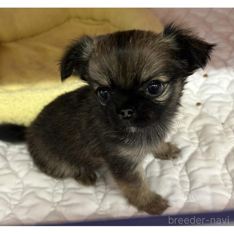 販売中の神奈川県のチワワ(ロングコート)-455802の3枚目