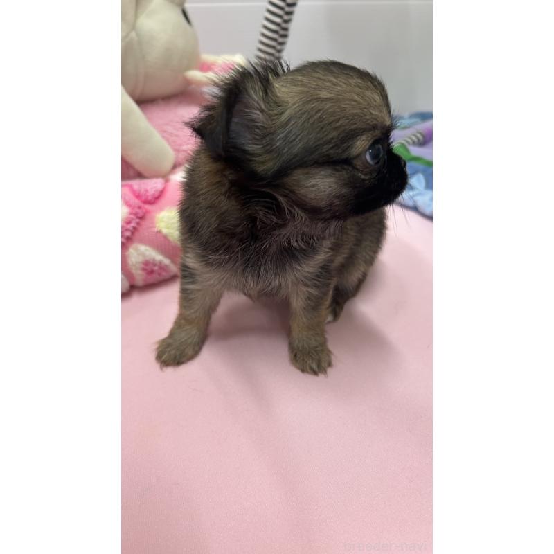 販売中の神奈川県のチワワ(ロングコート)-455802の2枚目