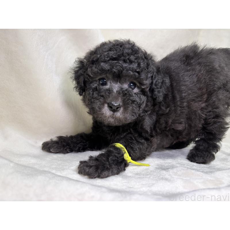 販売中の千葉県のトイプードル-451517