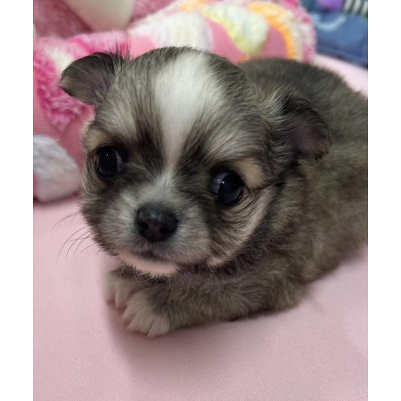 販売中の神奈川県のチワワ(ロングコート)-455803の4枚目