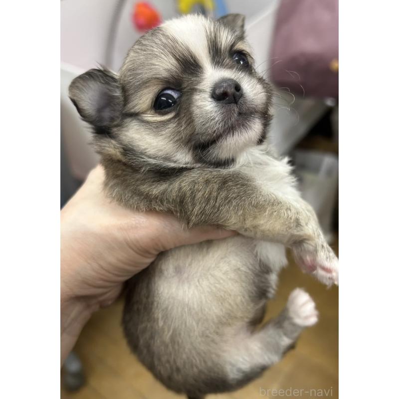 販売中の神奈川県のチワワ(ロングコート)-455803の3枚目