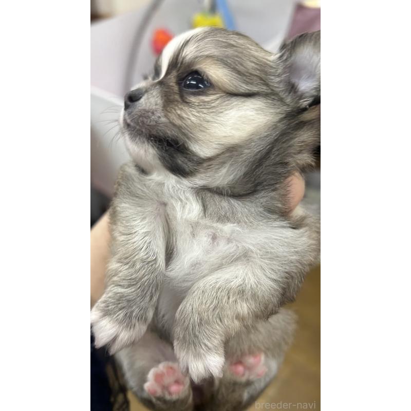 販売中の神奈川県のチワワ(ロングコート)-455803の2枚目