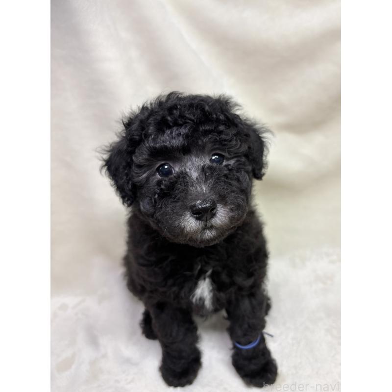 販売中の千葉県のトイプードル-451514