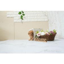 ♀︎タイニープードル