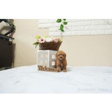 ♀︎タイニープードル