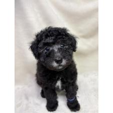 ♀︎トイプードル