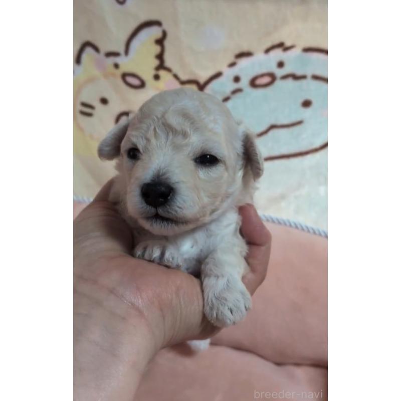 販売中の北海道のトイプードル-455804の9枚目