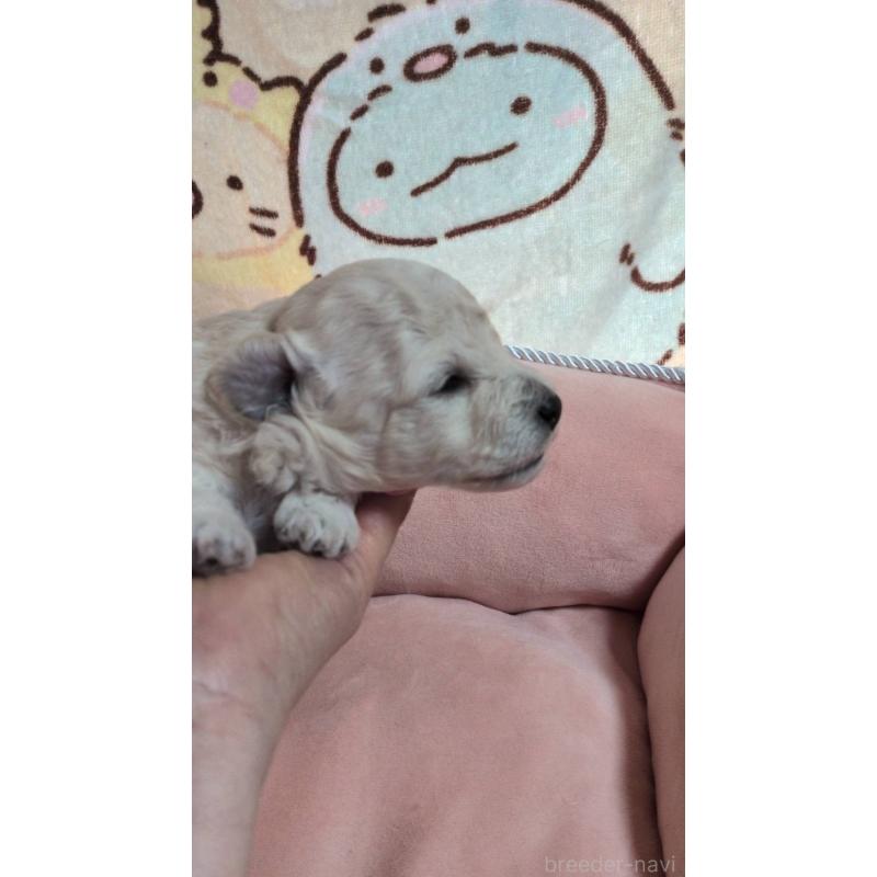 販売中の北海道のトイプードル-455804の7枚目