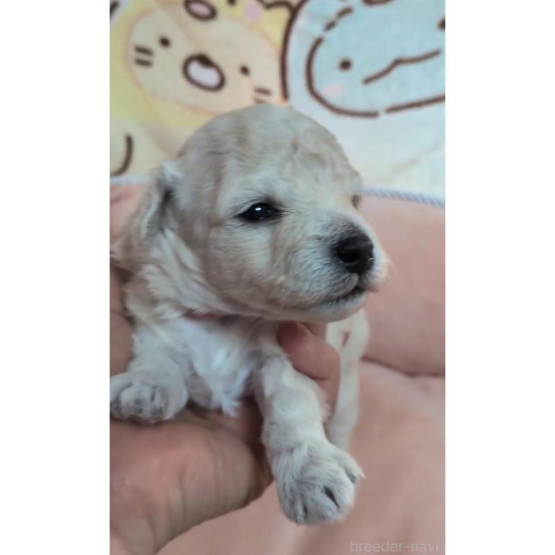 販売中の北海道のトイプードル-455804の6枚目