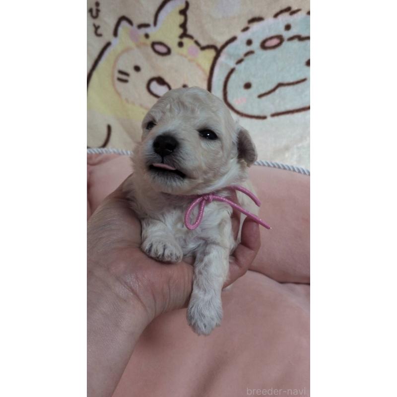 販売中の北海道のトイプードル-455804の5枚目