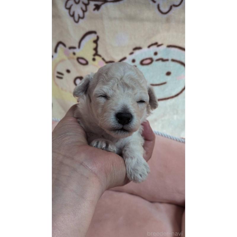 販売中の北海道のトイプードル-455804の3枚目