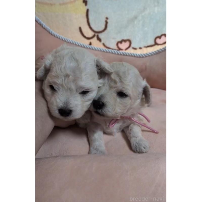 販売中の北海道のトイプードル-455804の2枚目